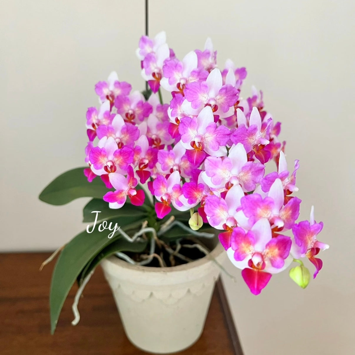 Phal. Liu’s Berry - Peloric