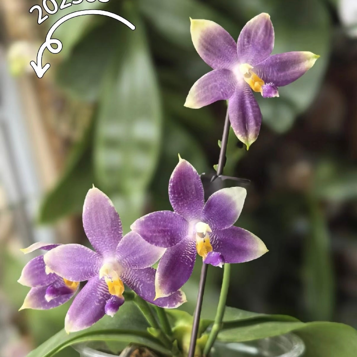 CA553 - Phal. Vinh Long Red Sun "Magic Rock" x P. Lee Wee Queen “Blue Idol”