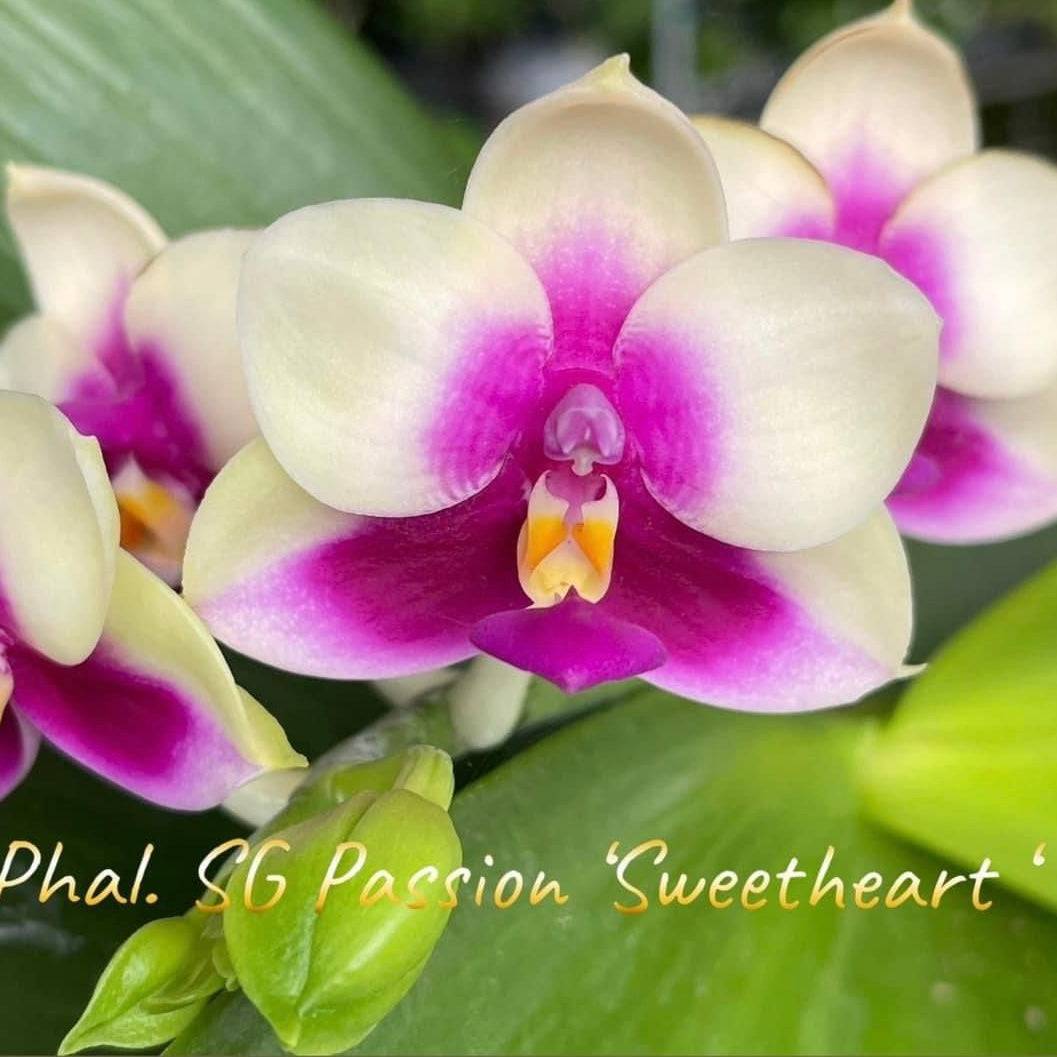 Phal. SG Passion