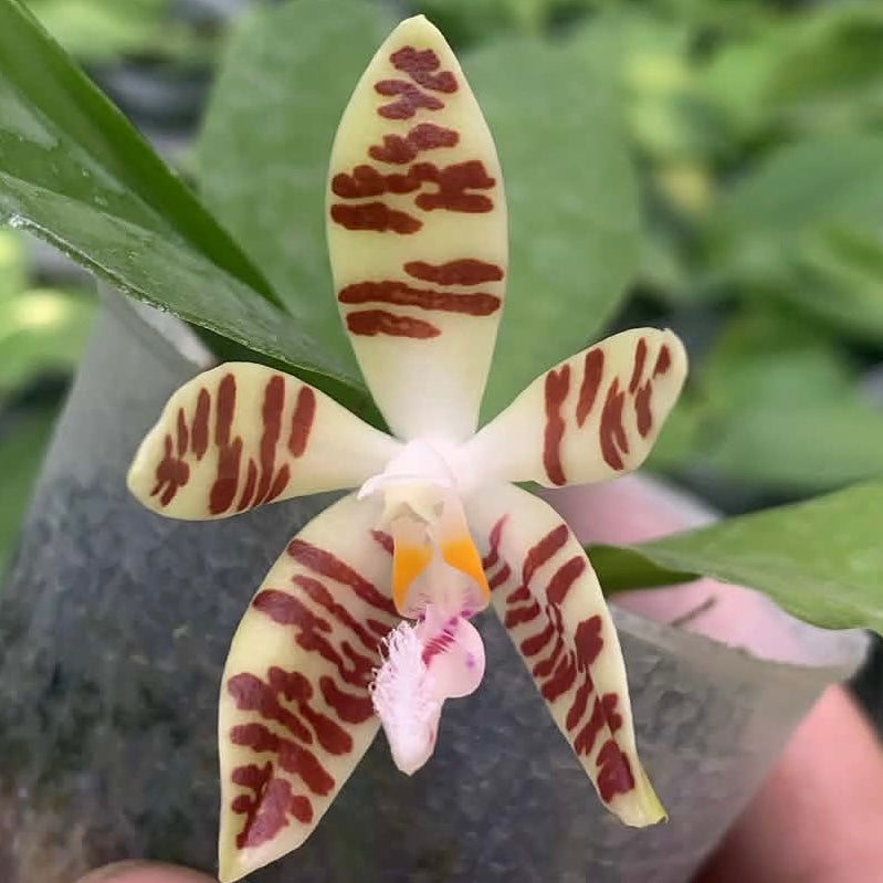 Phalaenopsis sumatrana