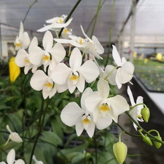 Phalaenopsis amabilis Irean Jaya orchid in full bloom with fragrant white flowers and yellow centers, ideal for indoor plant collectors.