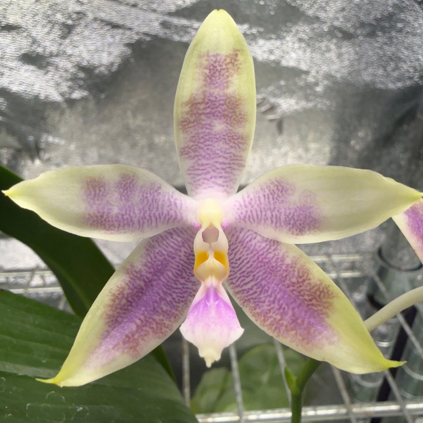 Phalaenopsis KS Blue Ludde #8 x #2
