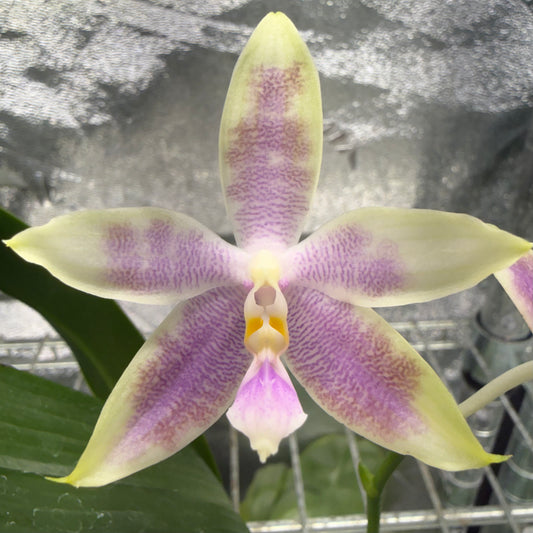 Phalaenopsis KS Blue Ludde #8 x #2