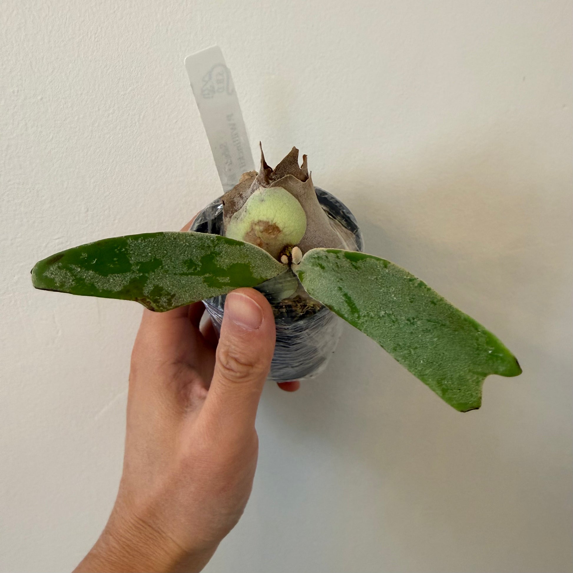 Platycerium Willinckii Celso Tatsuta - Buy Now | Rare Plant Pup