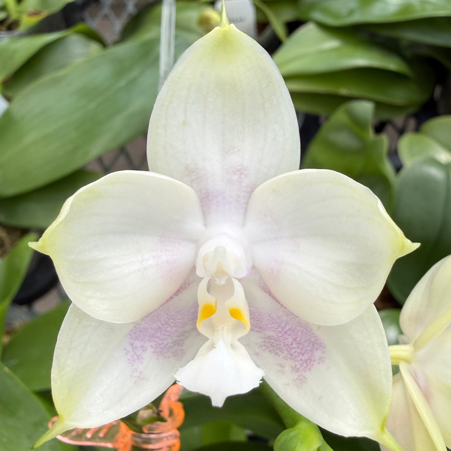 Phalaenopsis BT Royal Park