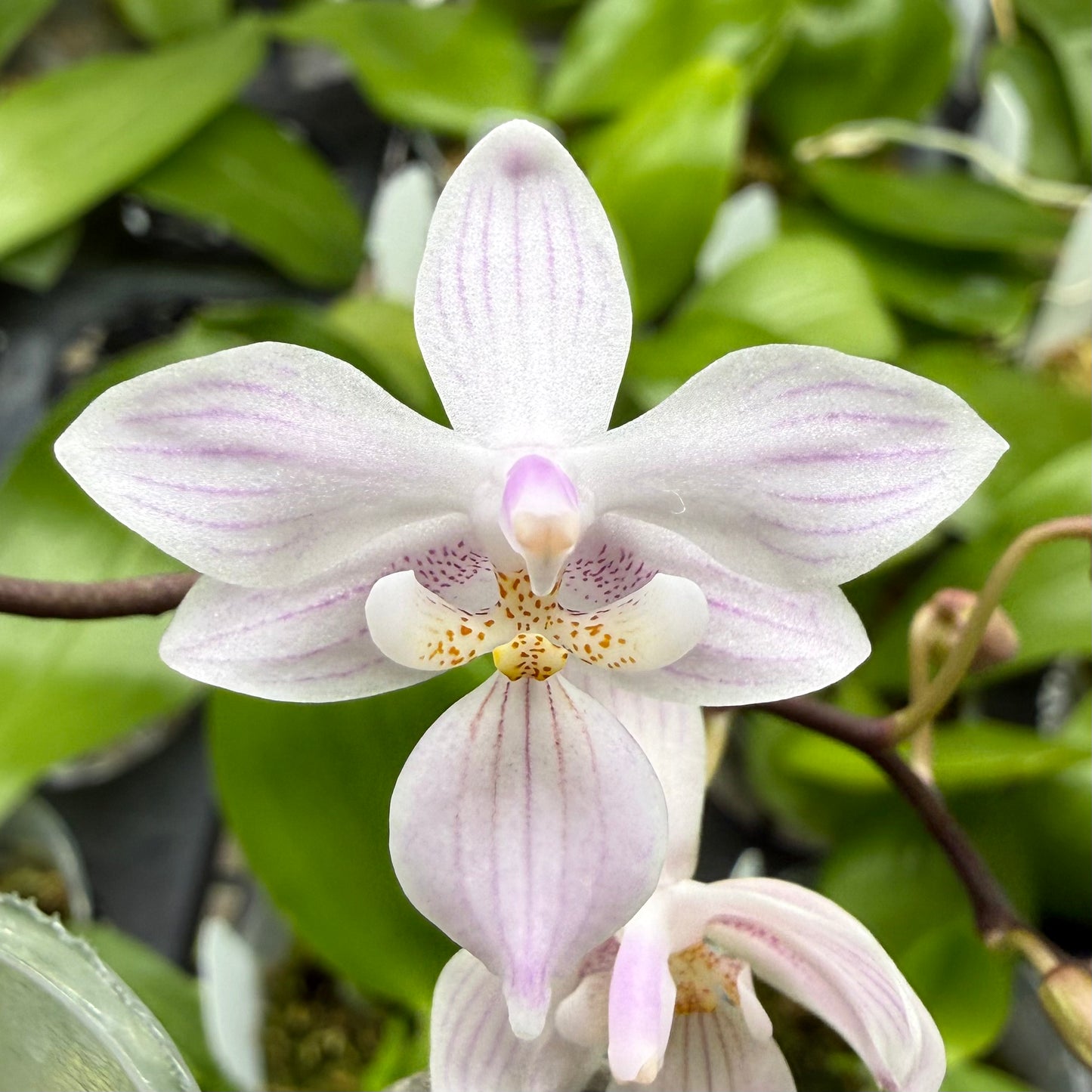 Phalaenopsis (Lindley’s Silver x Freya’s Sakura Rain)