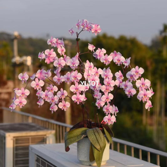 Phal. schilleriana “YL101” HCorchids United States blooming in a white pot with cascading pink flowers, ideal for indoor and outdoor plant decor.