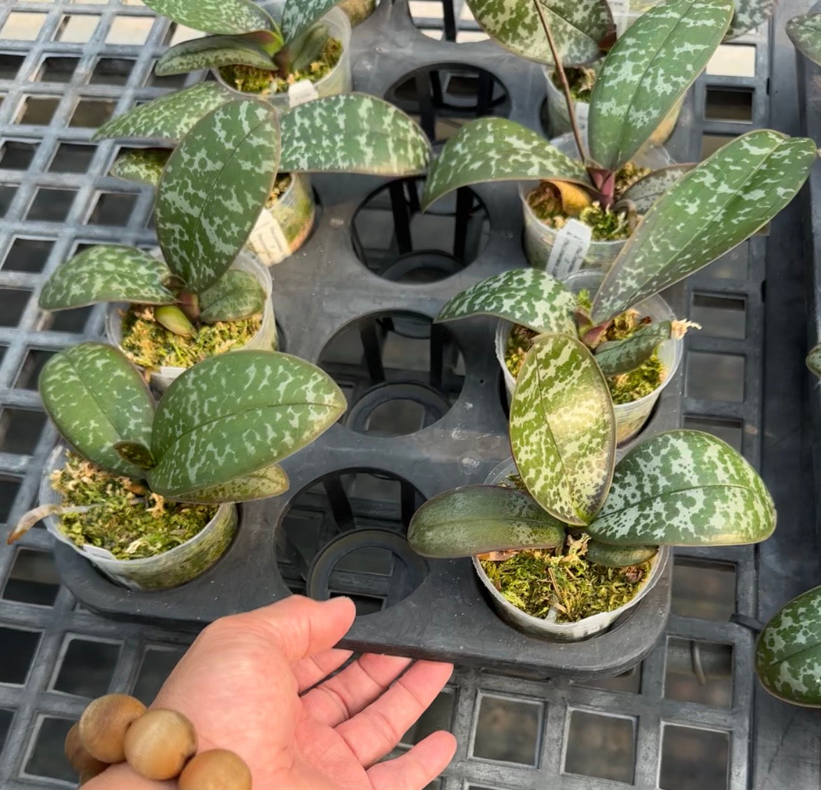 Green and white variegated orchid leaves in small pots