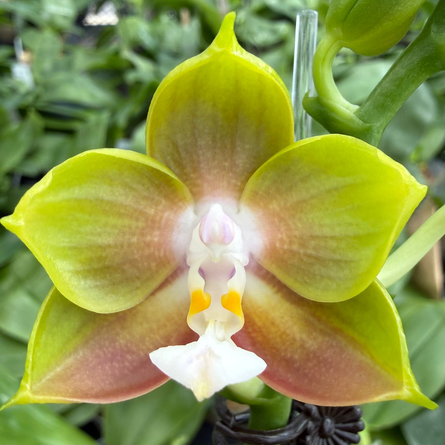 Phalaenopsis BT Royal Park