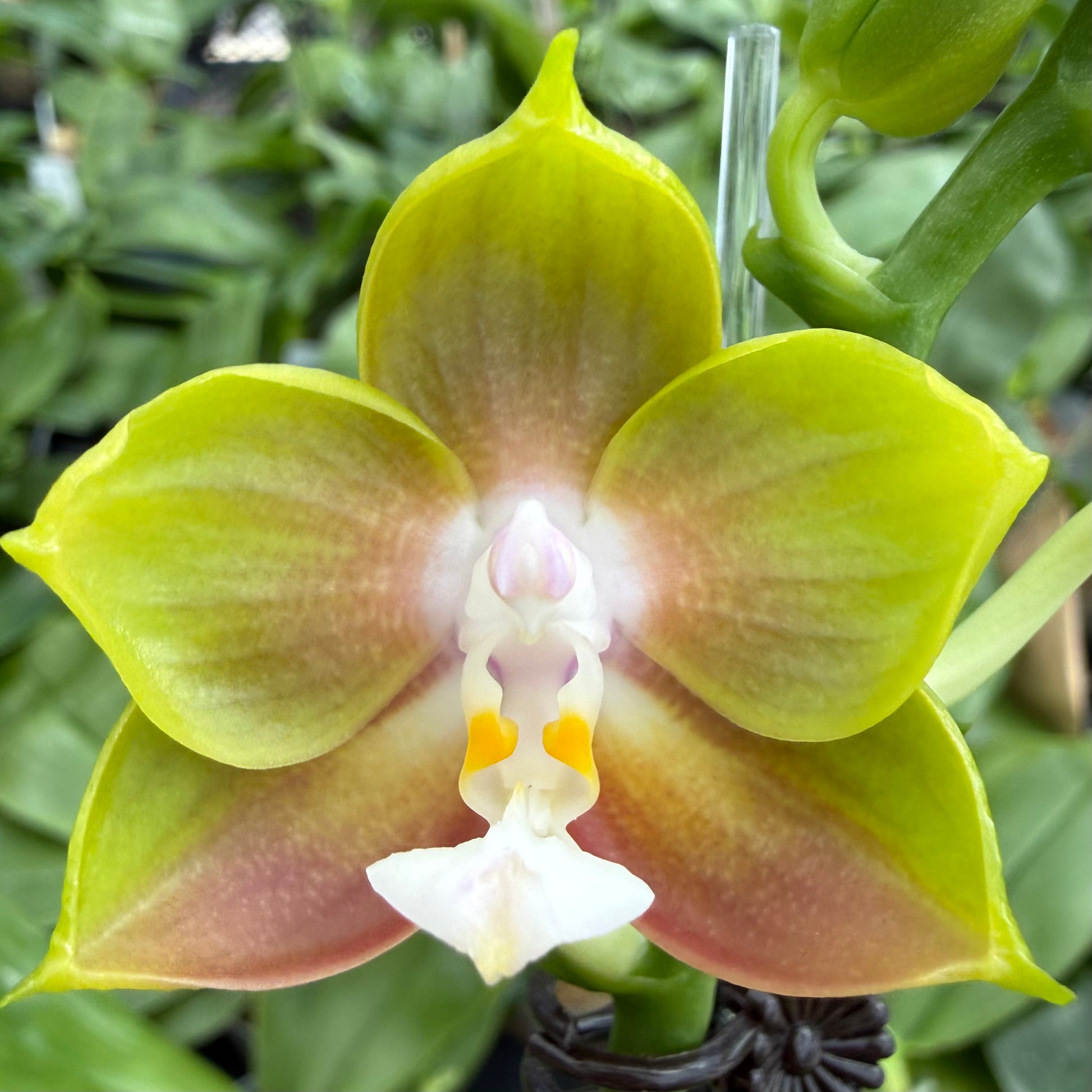 HCorchids