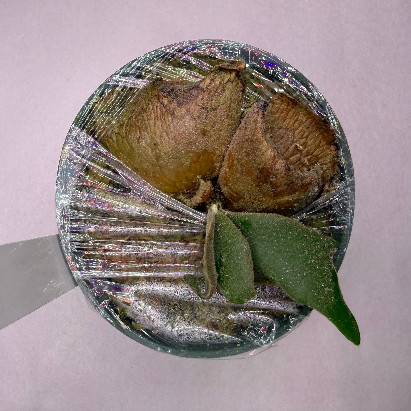 Top view of Platycerium Willinckii ‘Dwarf Select’ spore in a plastic-wrapped pot showing shield fronds and early foliage, perfect for collectors.