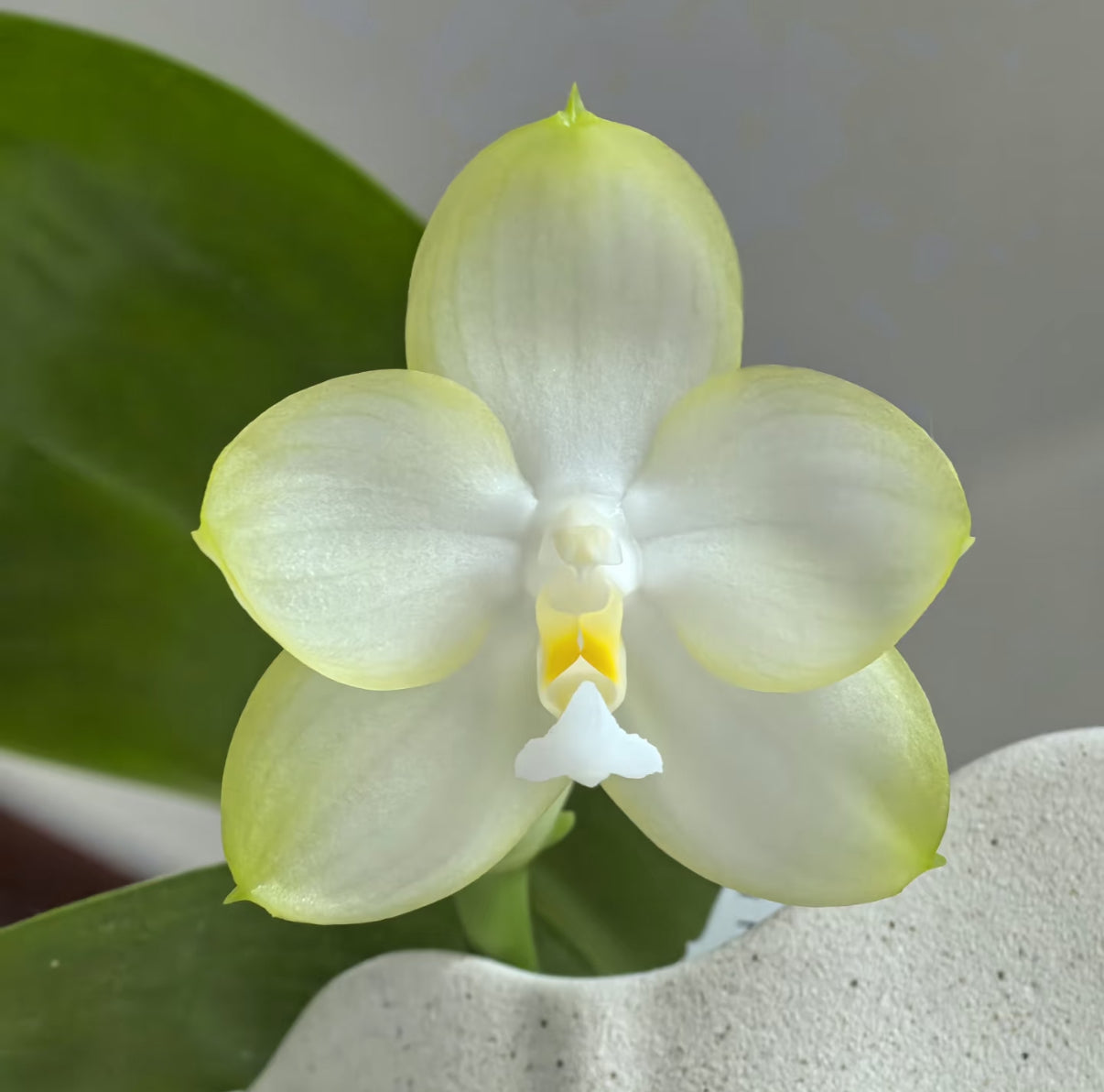 Close-up of Phal. Patti Lee orchid flower showing its delicate white and yellow gradient petals, perfect for home garden orchid lovers seeking fragrant blooms.