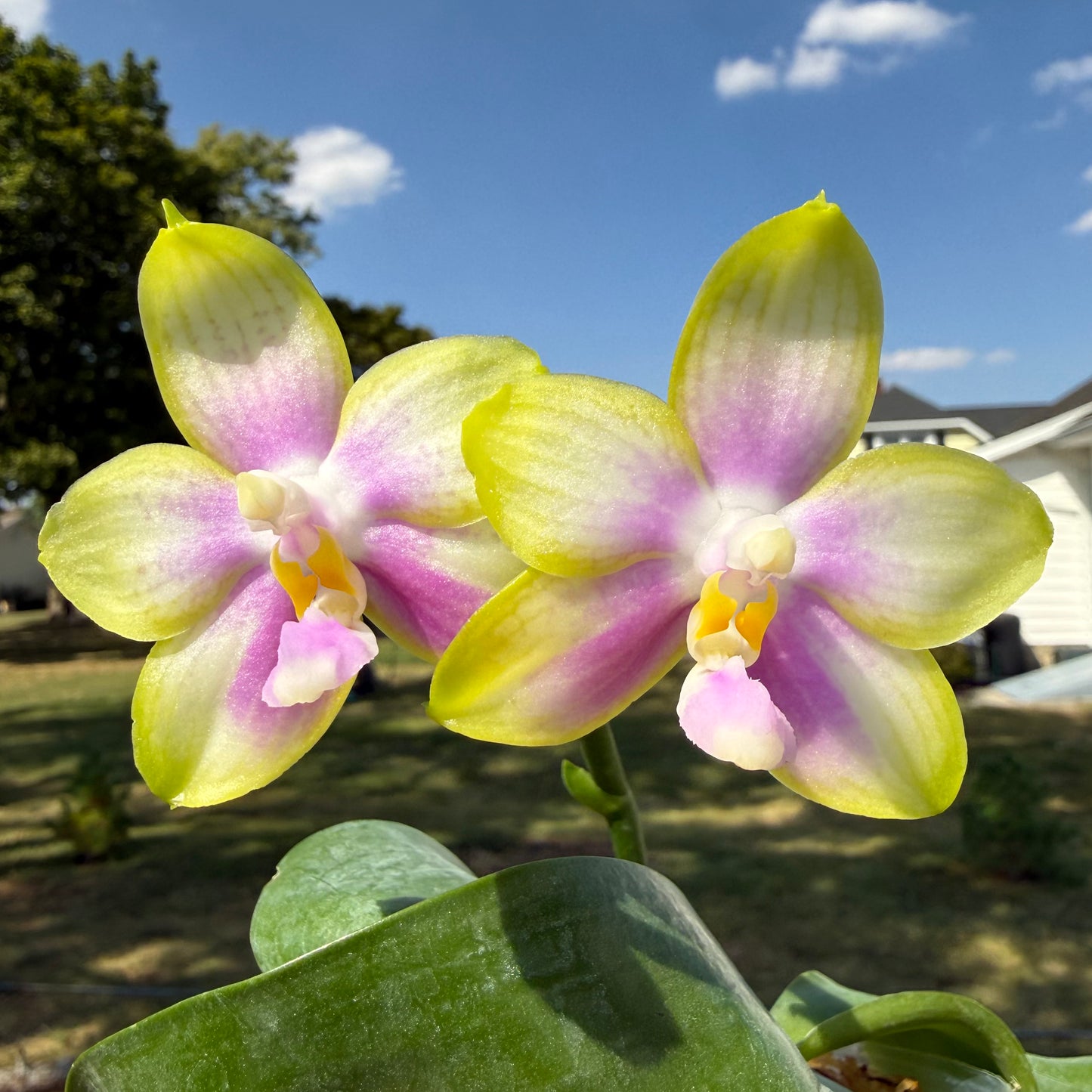 YL79 - Phal. Patti Lee SM/WOC2021
