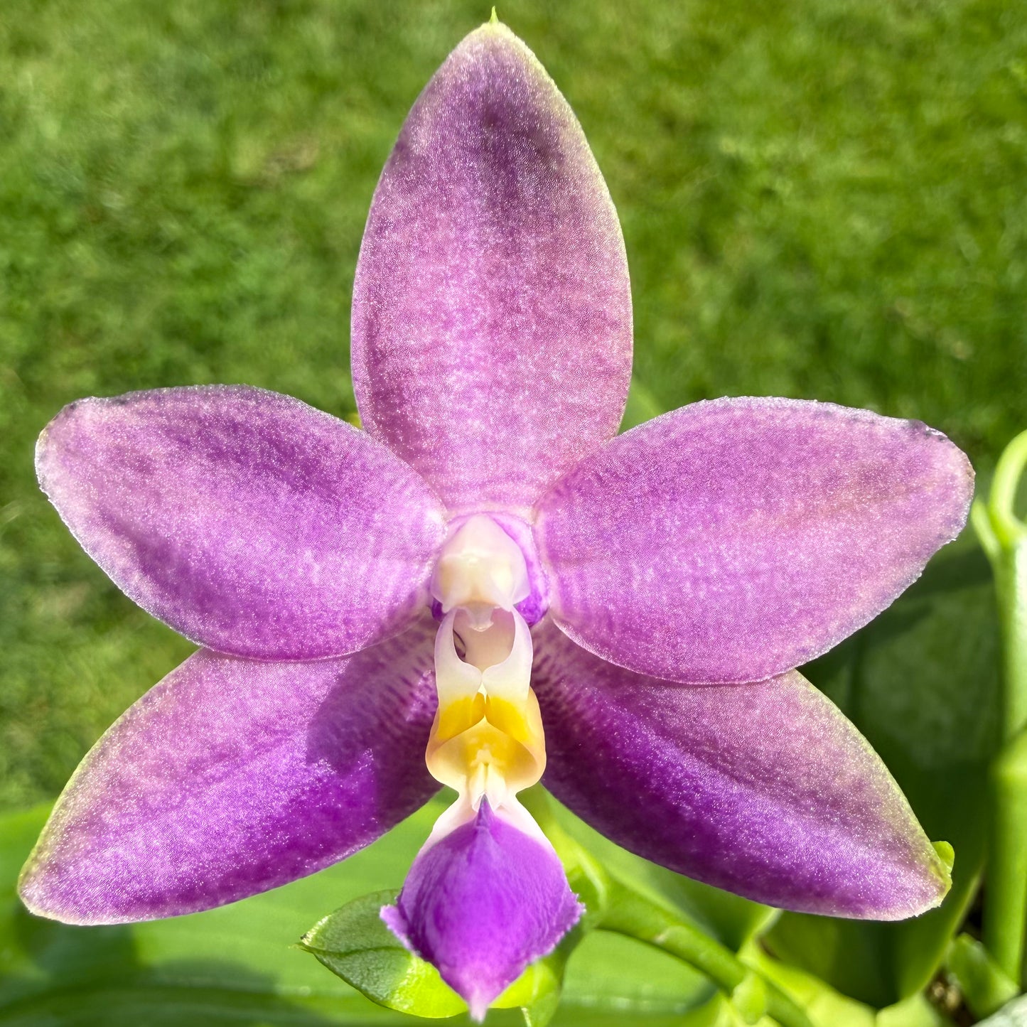 Phalaenopsis (violacea indigo “8000” x Mainshow Blue Elf)