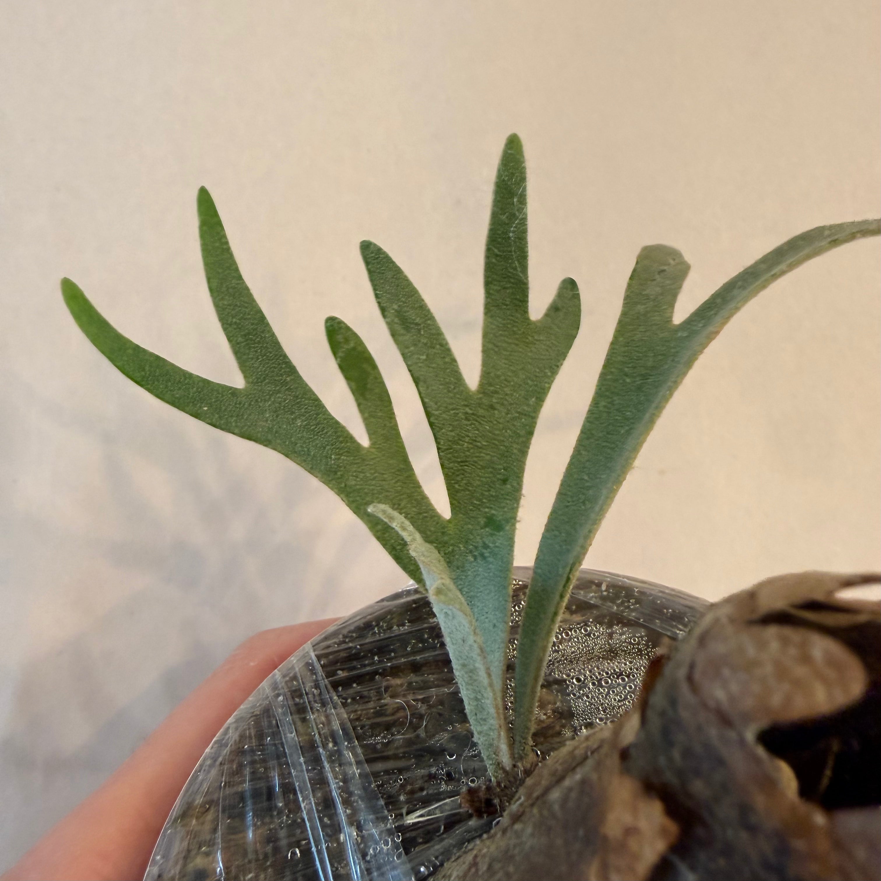 Dwarf Platycerium Moonlight - Rare Plant Variety – HCorchids