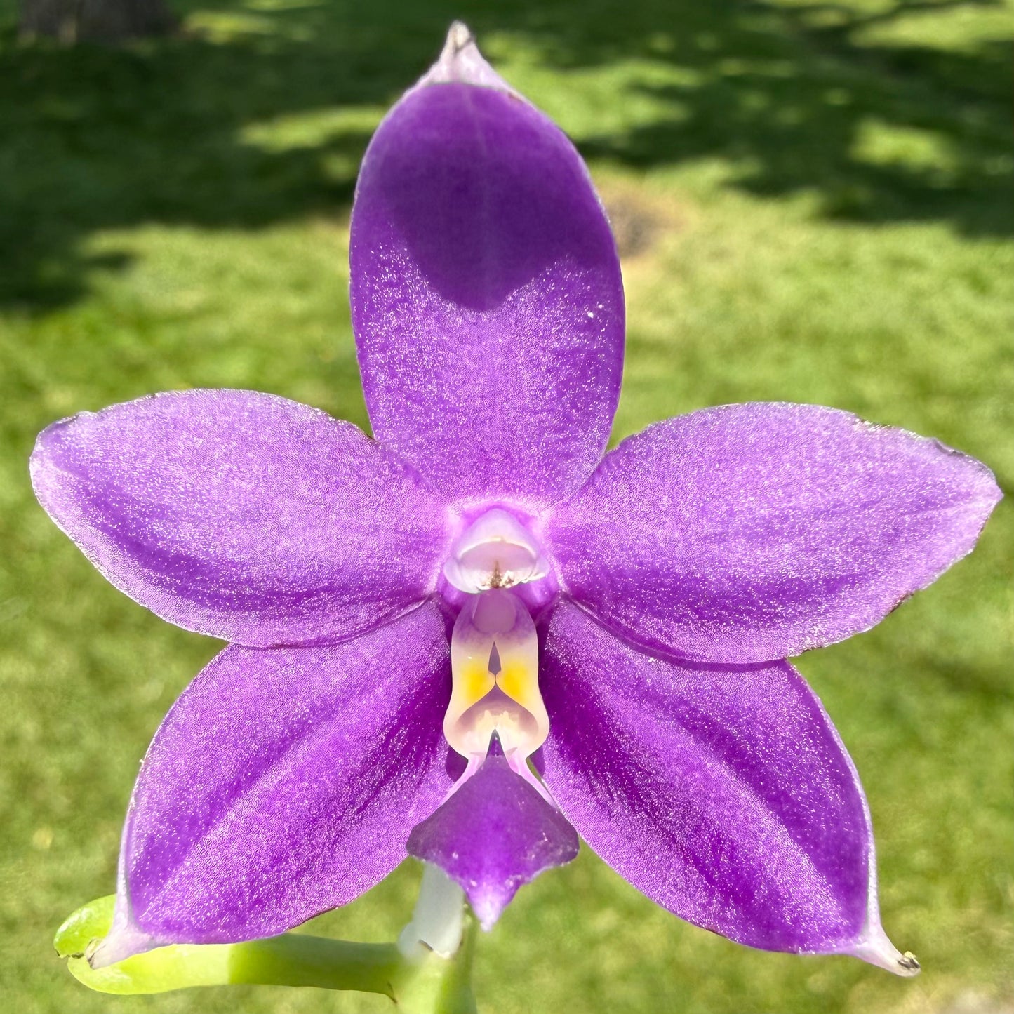Phalaenopsis (Mainshow Blue Wave x Mainshow Sapphire)