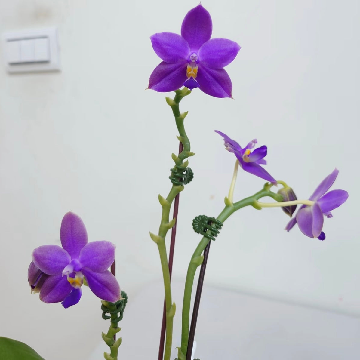 Phal. Ludde - violacea “YL64”