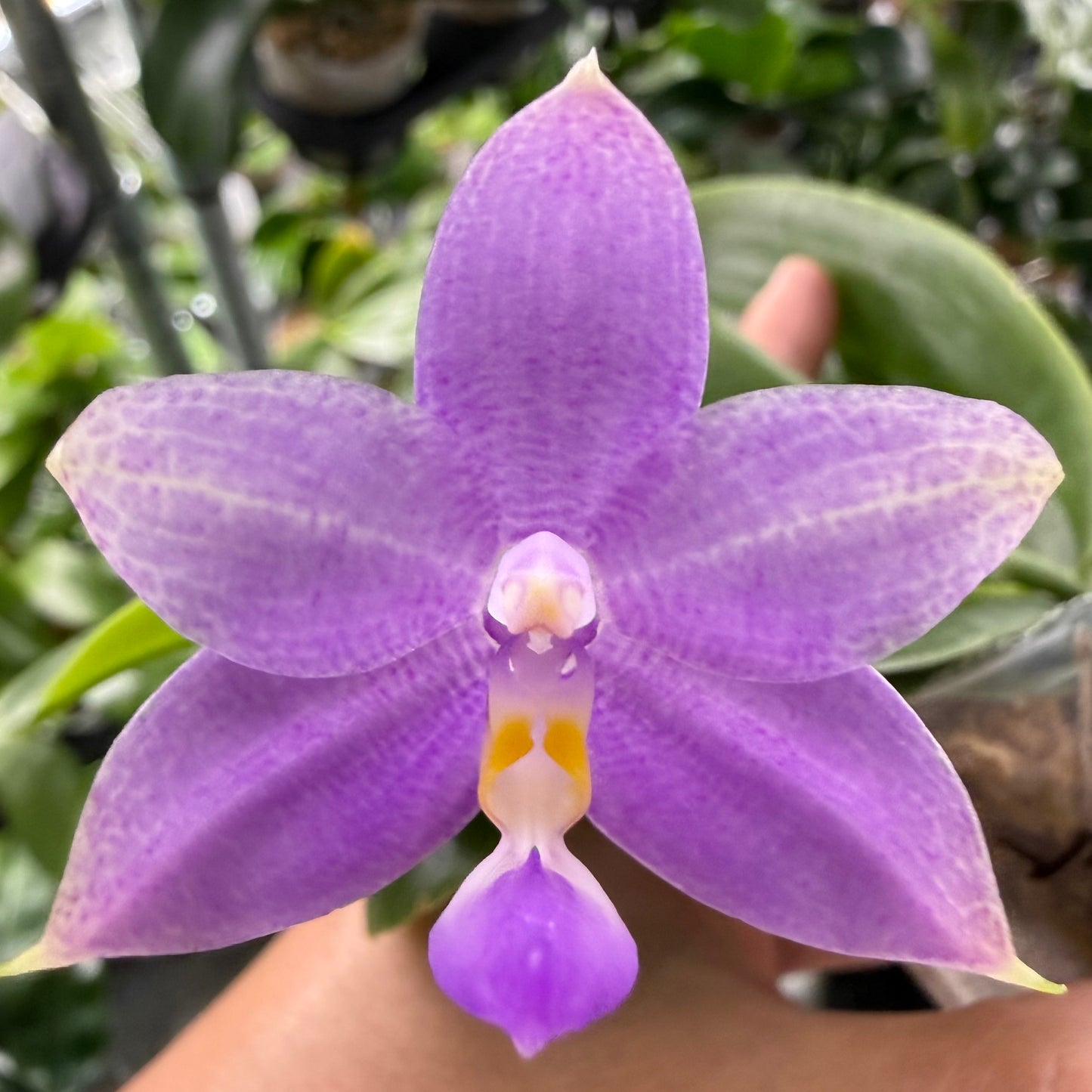 Phalaenopsis (Mituo 24 Solar Term x Freya’s Sapphire ‘Crystal’)