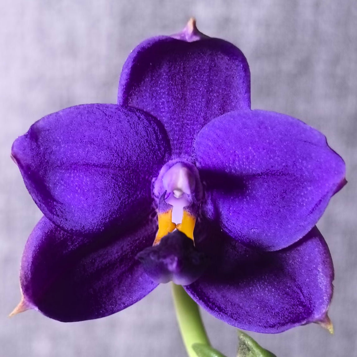 Phalaenopsis (Penang Jewel X (Yaphon Super Jaguar x Samera)) ‘BK’ X Yaphon Blue Bird)