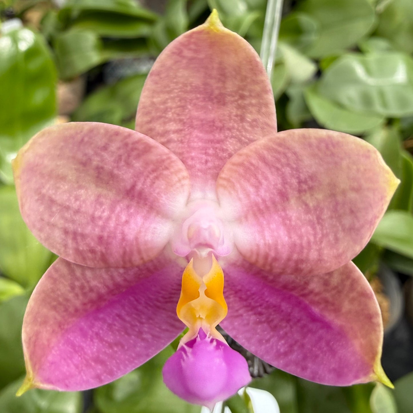 Phalaenopsis BKH2369