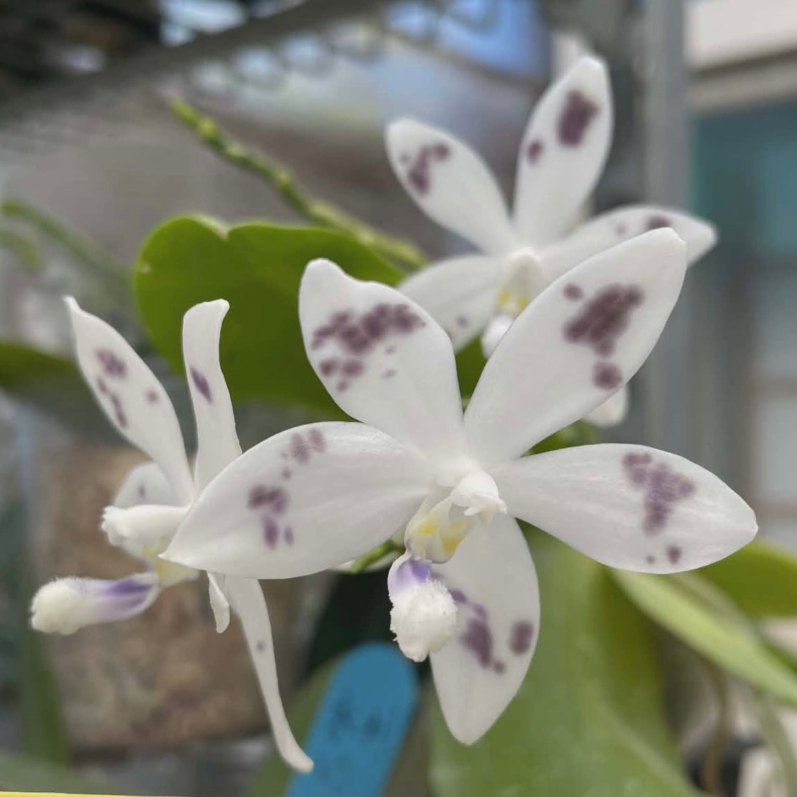 HCorchids
