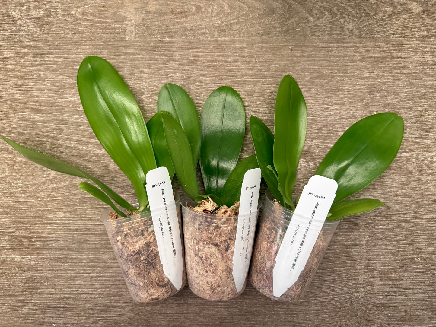 Phalaenopsis (speciosa f. blue x LD Avatar ‘Blue Bird’) BTA431