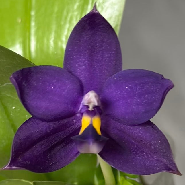 Phalaenopsis (Penang Jewel X (Yaphon Super Jaguar x Samera)) ‘BK’ X Yaphon Blue Bird)