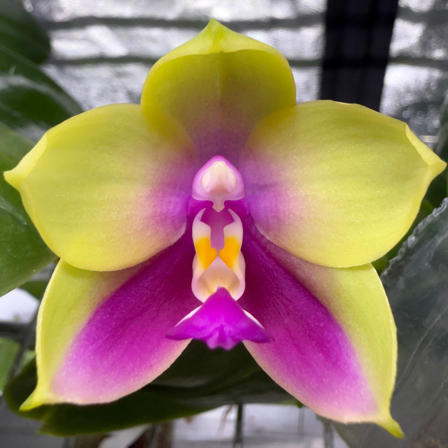 Phalaenopsis BKH2250