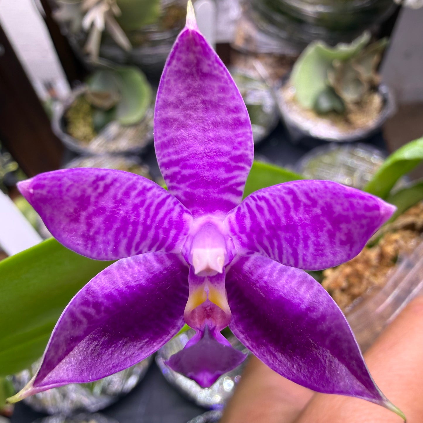 Phalaenopsis (Mainshow Sapphire x KS Blue Ludde)