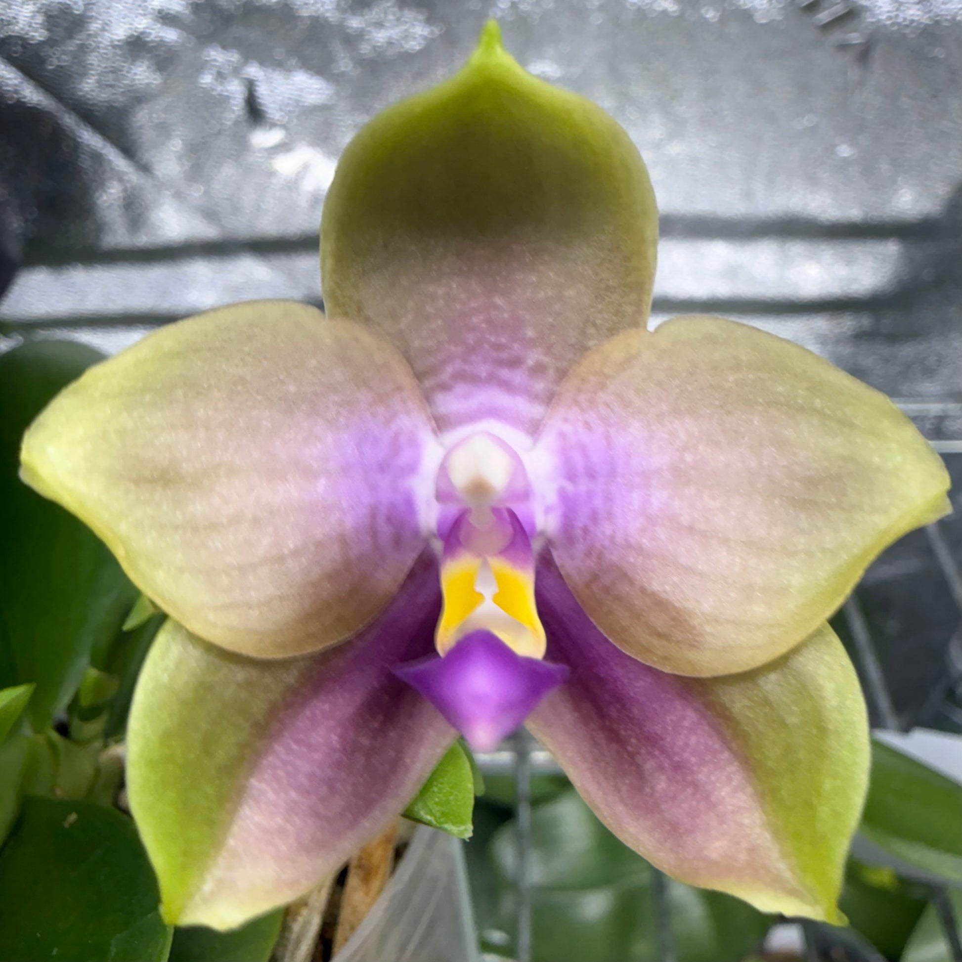 HCorchids