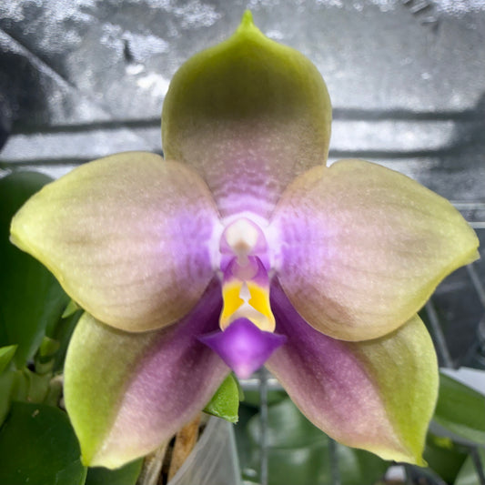 Phalaenopsis (LL Blue Family x LD Avatar)