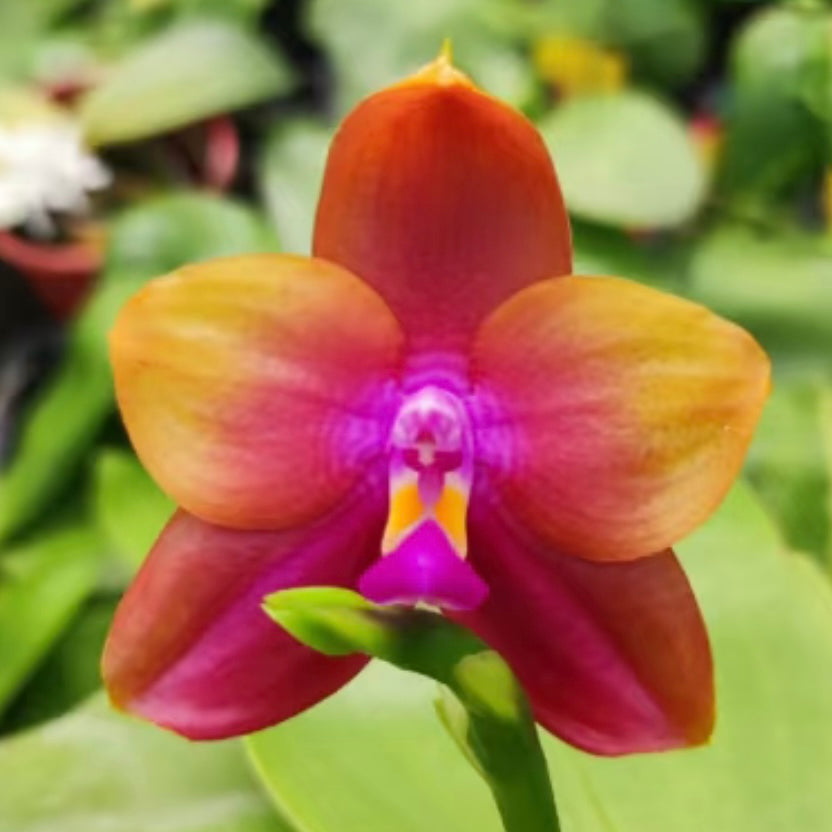 BKH2016 - Phal. Yaphon Batman 'BK's Best' x Phal. Dragon Tree Eagle 'T168'