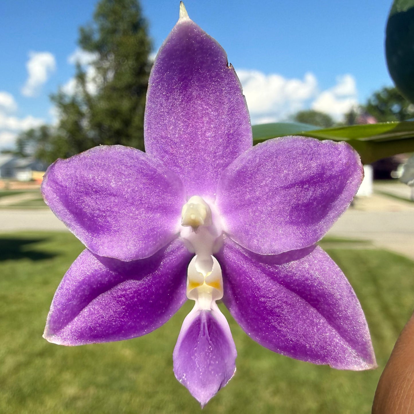Phalaenopsis (Mainshow Blue Tint x Mainshow Sapphire)