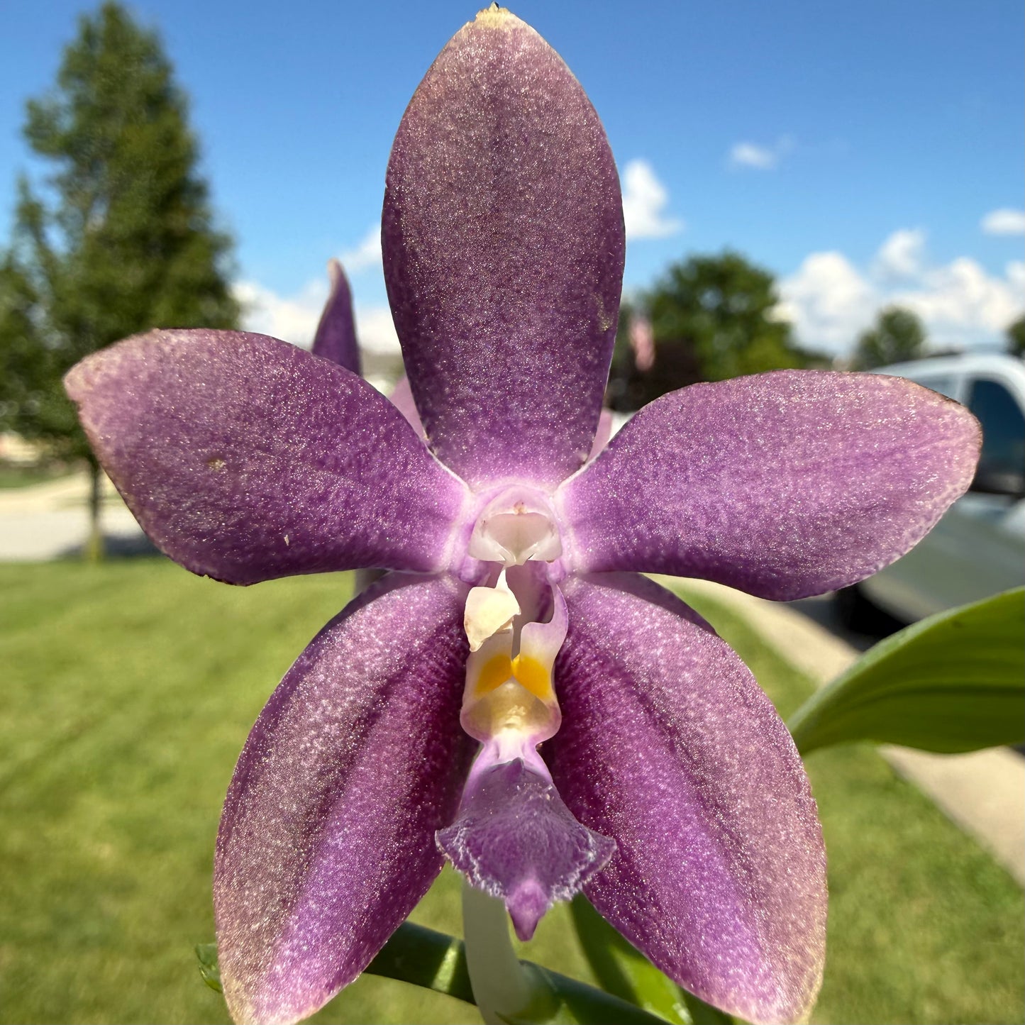 Phalaenopsis ((Yaphon Christmas x KS Blue Ludde) x Mainshow Sapphire)