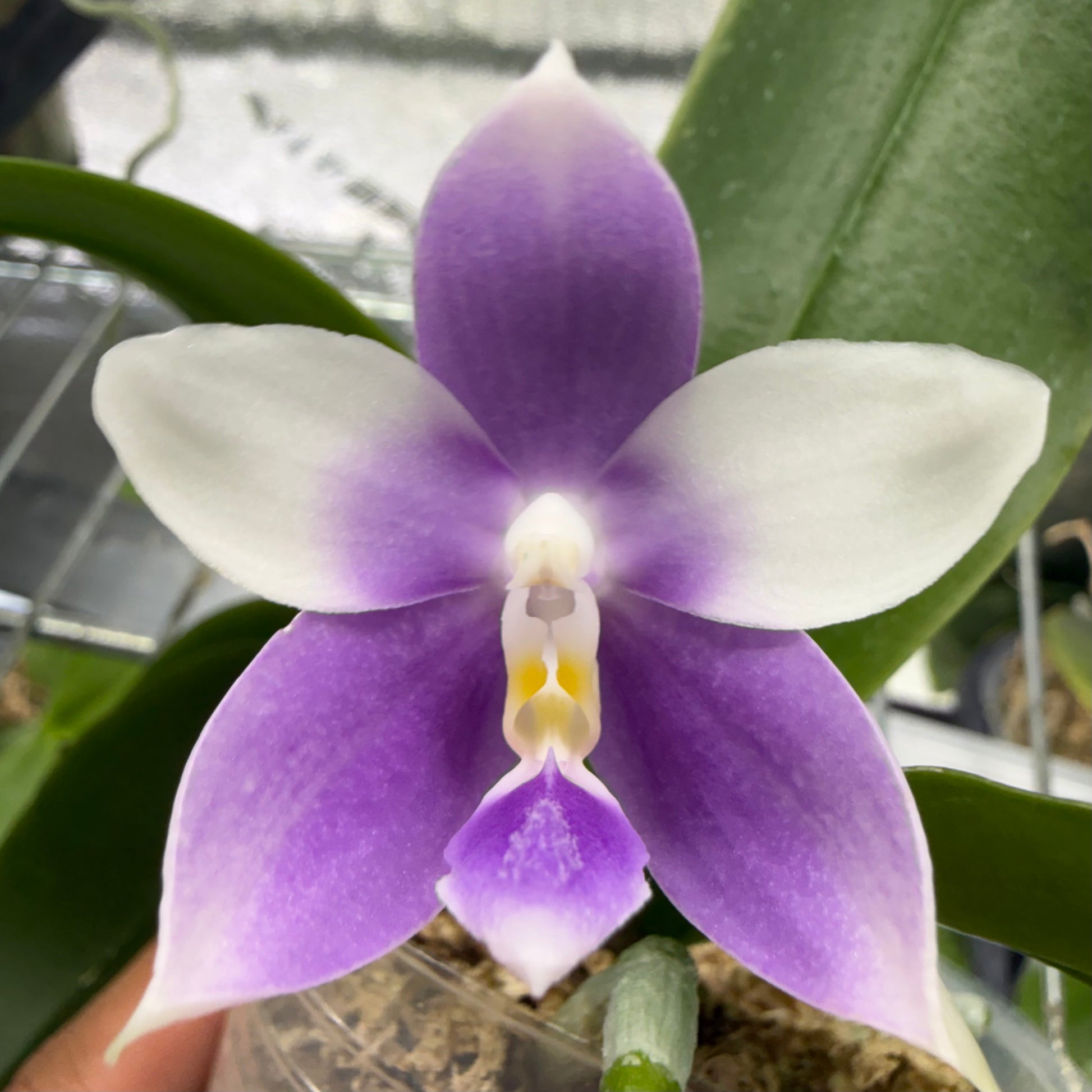 HCorchids