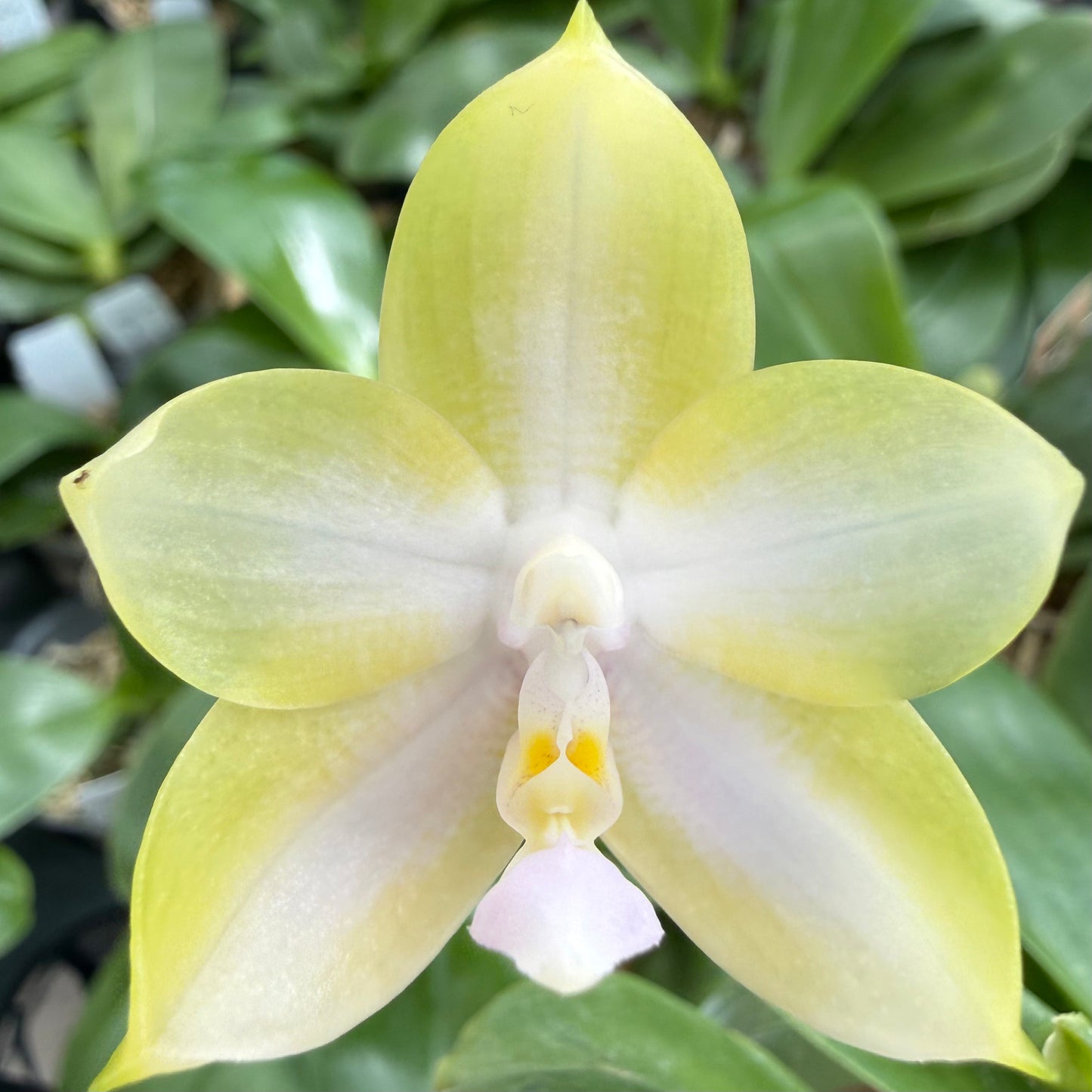 Phalaenopsis (Mainshow Mermaid x Mainshow Sapphire) – HCorchids