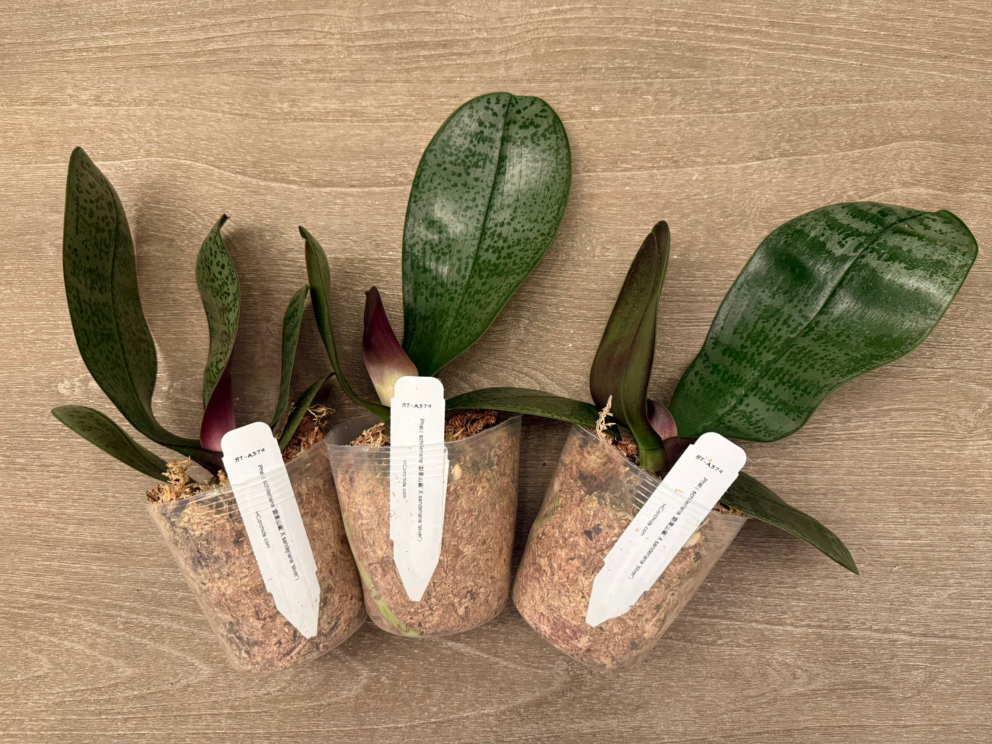 Phalaenopsis (schilleriana ‘Sliver Mountain’ x sanderiana ‘sliver’) BTA379