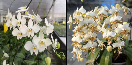 Phalaenopsis (amabilis Jaya Irean X stuartiana nobilis)