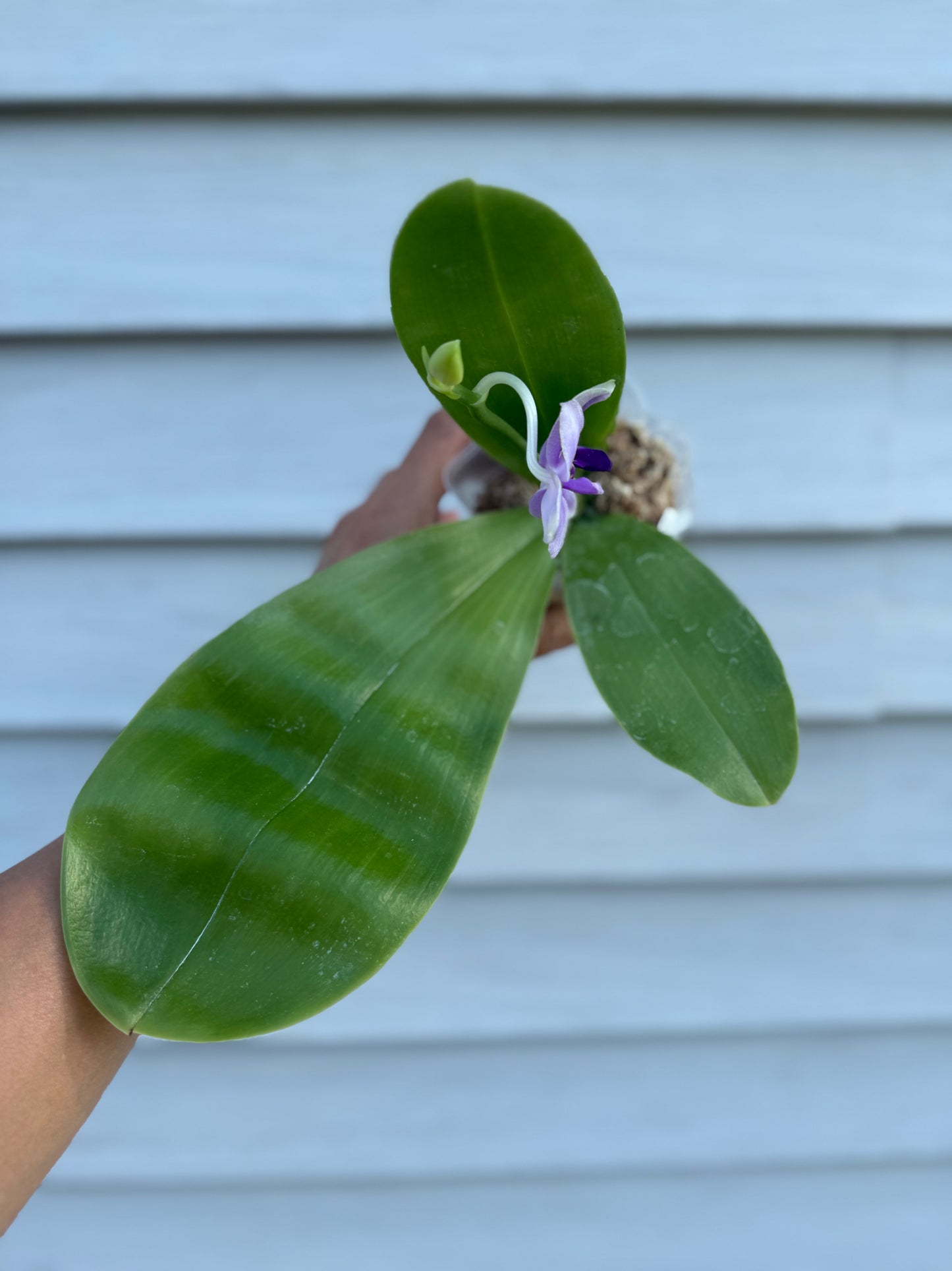 Phalaenopsis (Mainshow Blue Wave x Mainshow Sapphire)