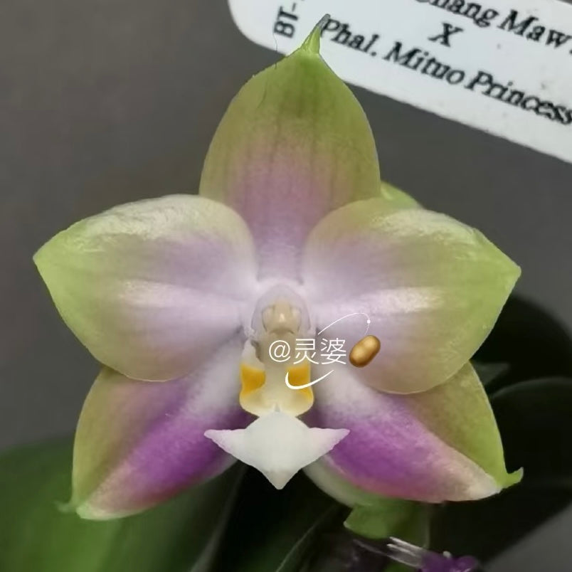 BTA503 - Phal. Chang Maw Jade x Phal. Mituo Princess ‘B-10’