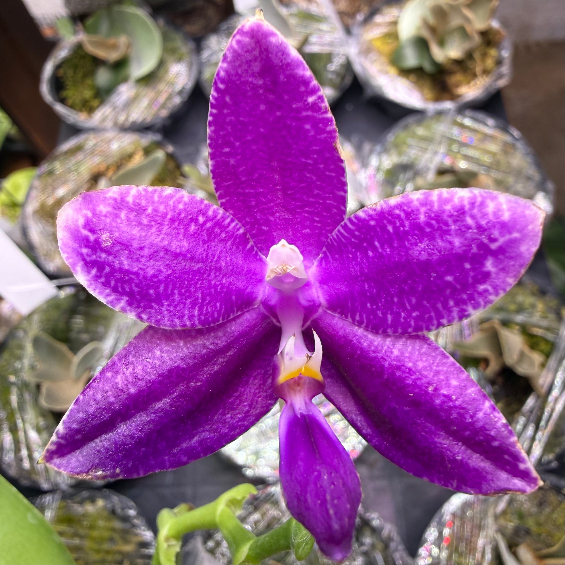 HCorchids