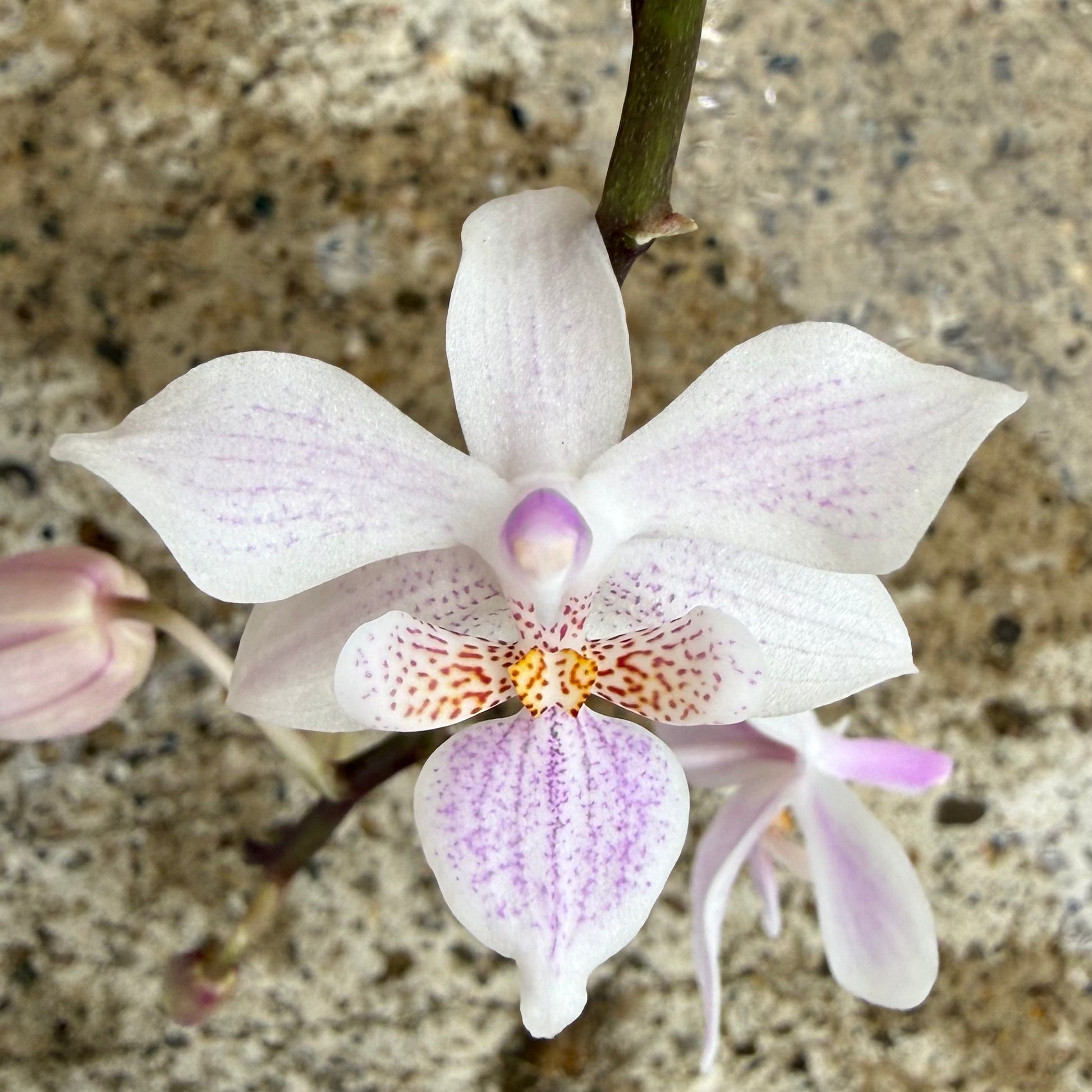HCorchids