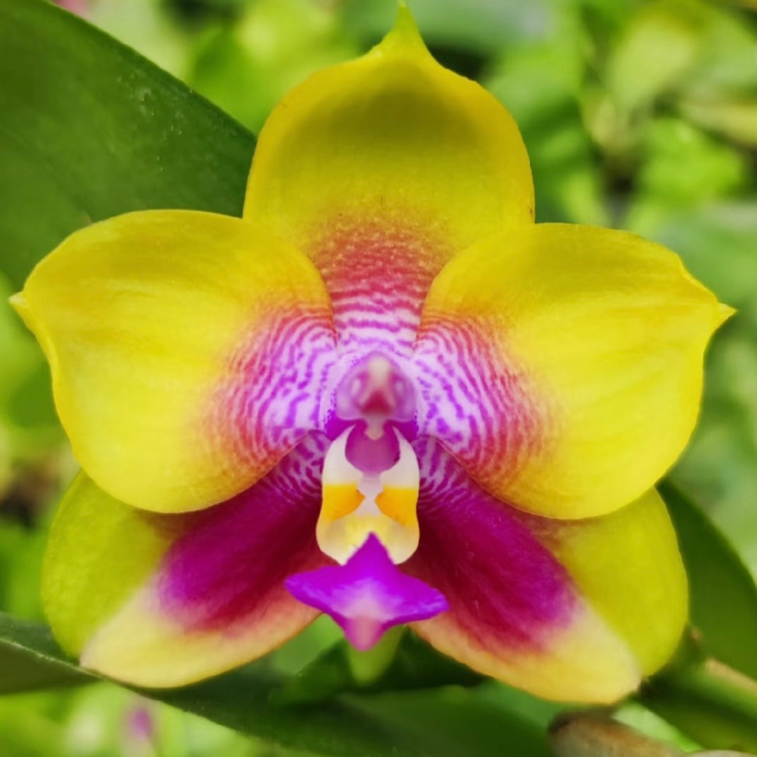 BKH2016 - Phal. Yaphon Batman 'BK's Best' x Phal. Dragon Tree Eagle 'T168'