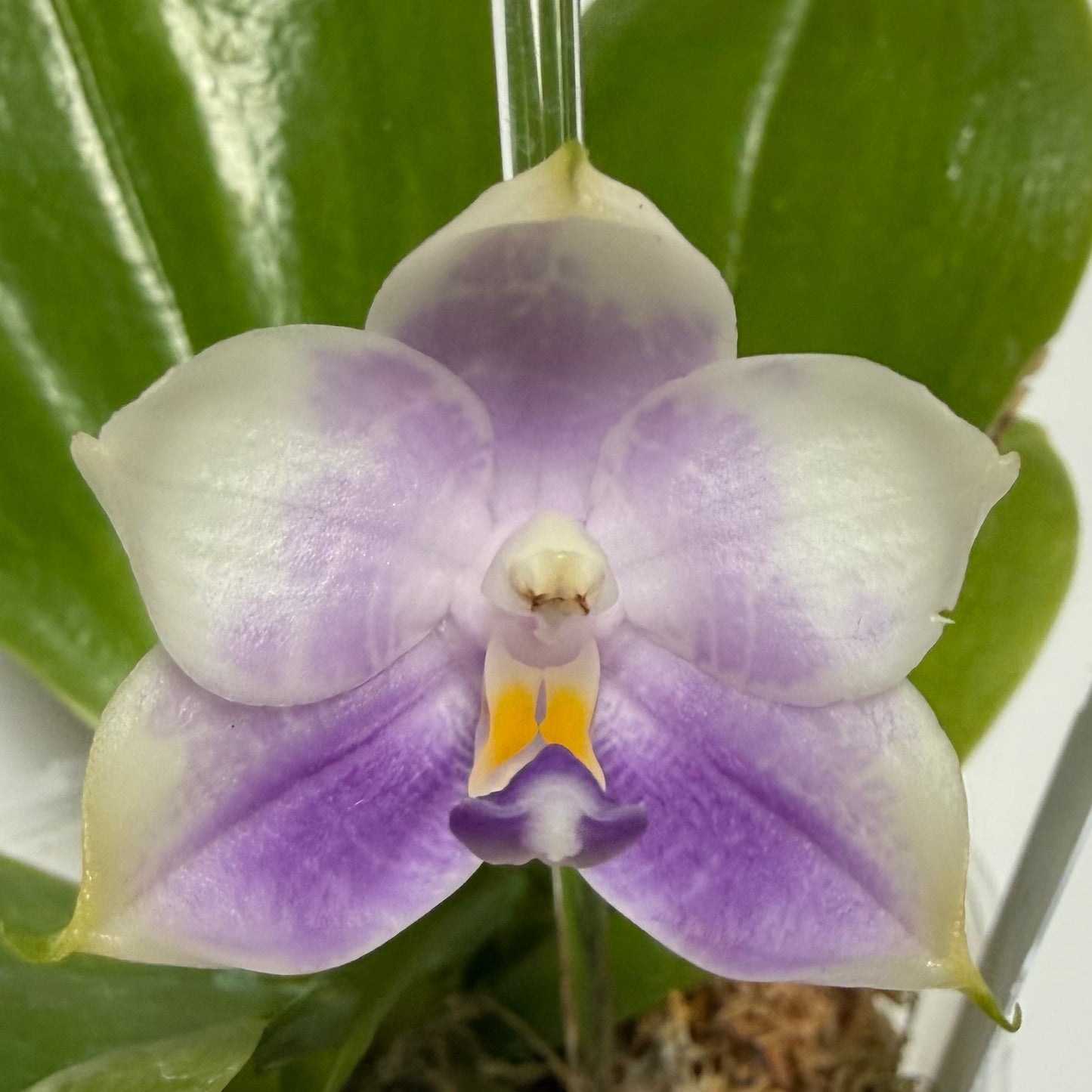 Delicate Phalaenopsis QM429A orchid with soft lavender and white petals, ideal for collectors of novelty Phalaenopsis orchids from Mainshow Orchids.