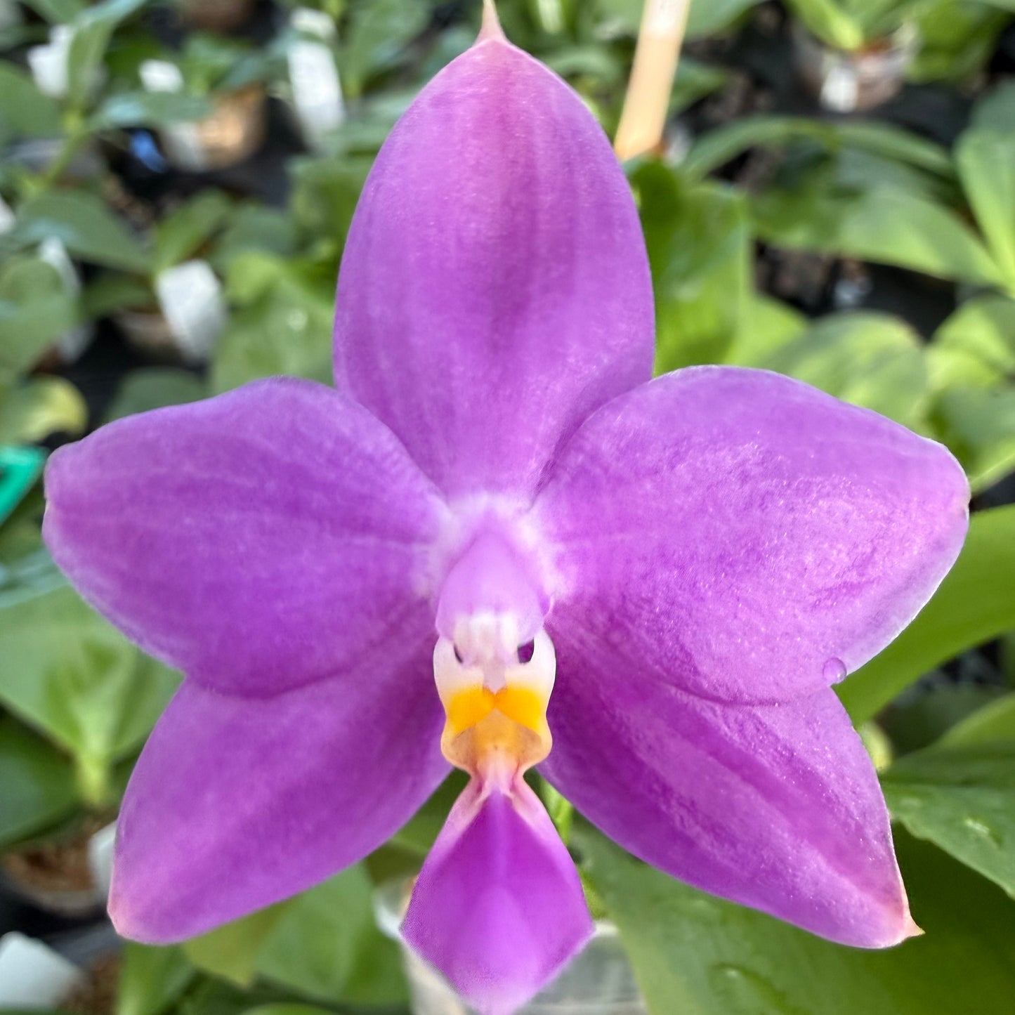 Phalaenopsis BKH 2361