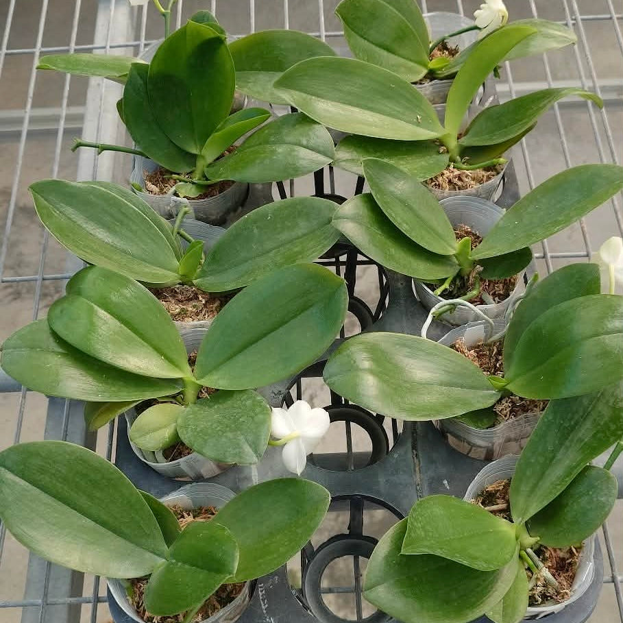 Multiple Phalaenopsis Rainbow Falconer YL107 Orchids from YongLi in 2.5 inch moss-filled pots, ready for shipping and home garden display.