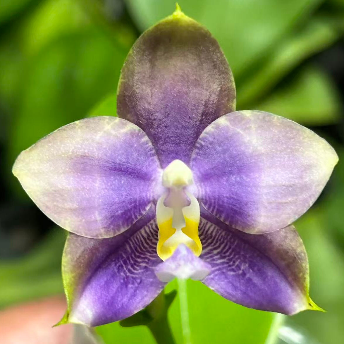 Phalaenopsis (Penang Jewel X (Yaphon Super Jaguar x Samera)) ‘雙梗深藍圓’ x Mituo Golden Tiger ‘White Tiger’