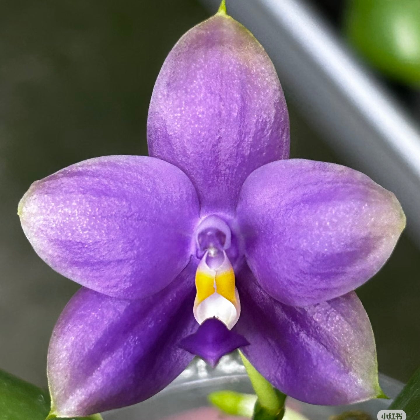 Phalaenopsis (Penang Jewel X (Yaphon Super Jaguar x Samera)) "梔子花" X Phal. (Penang Jewel X (Yaphon Super Jaguar x Samera)) "10/20"