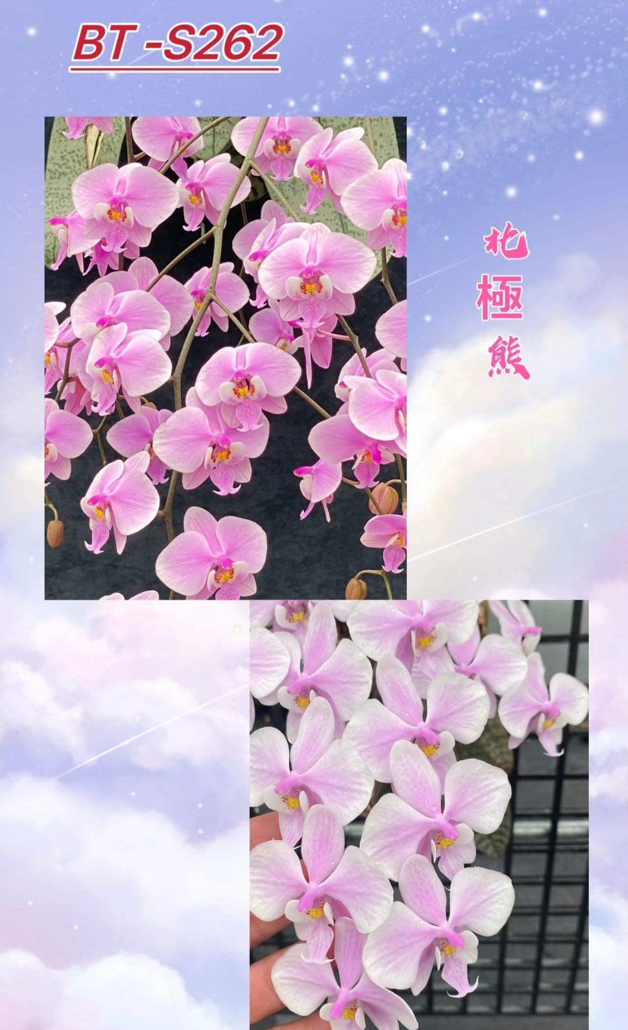 BTS262 - Phal. schilleriana ‘Polar Bear’