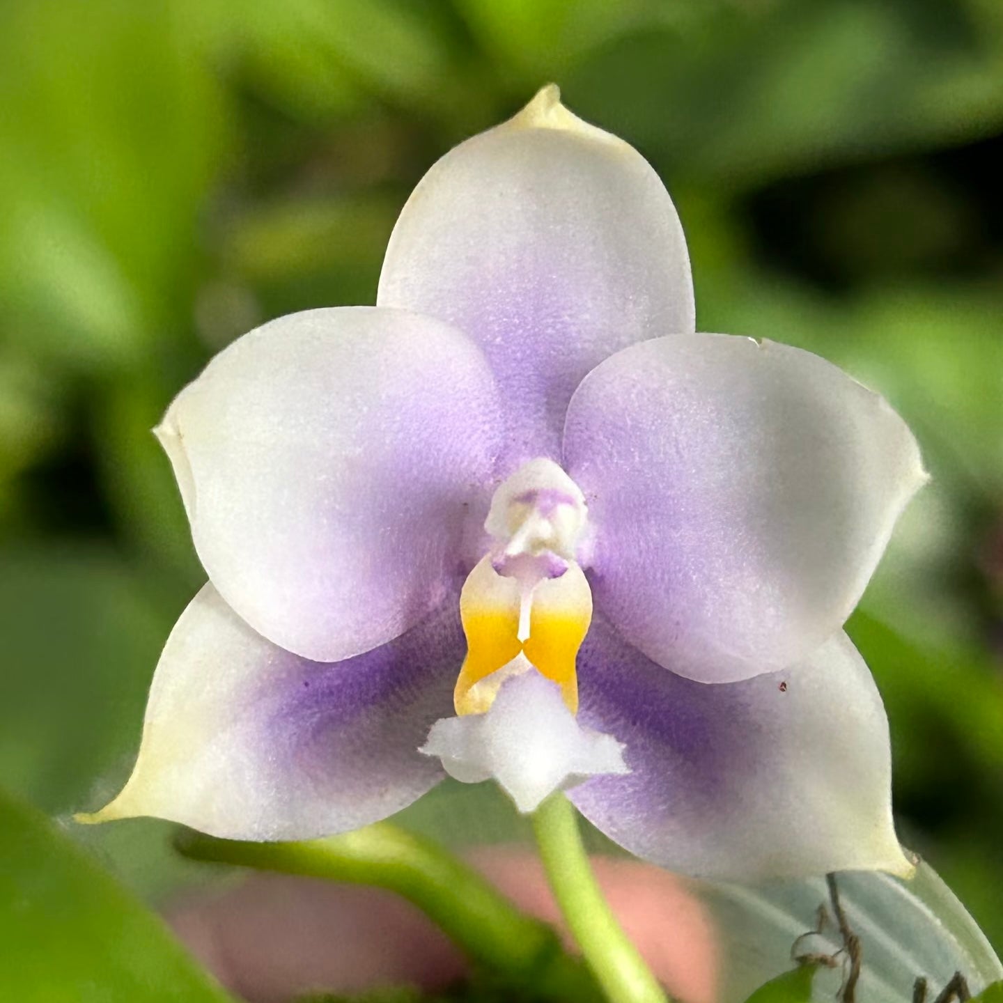 Light purple Phalaenopsis orchid flower, home & garden plant